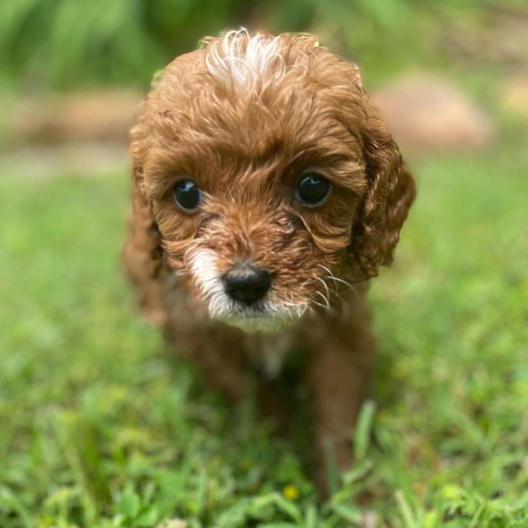 cavapoo.kennel_1639432867690466