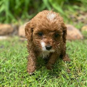 teacup cavapoo puppies for sale teacup cavapoo puppies for sale