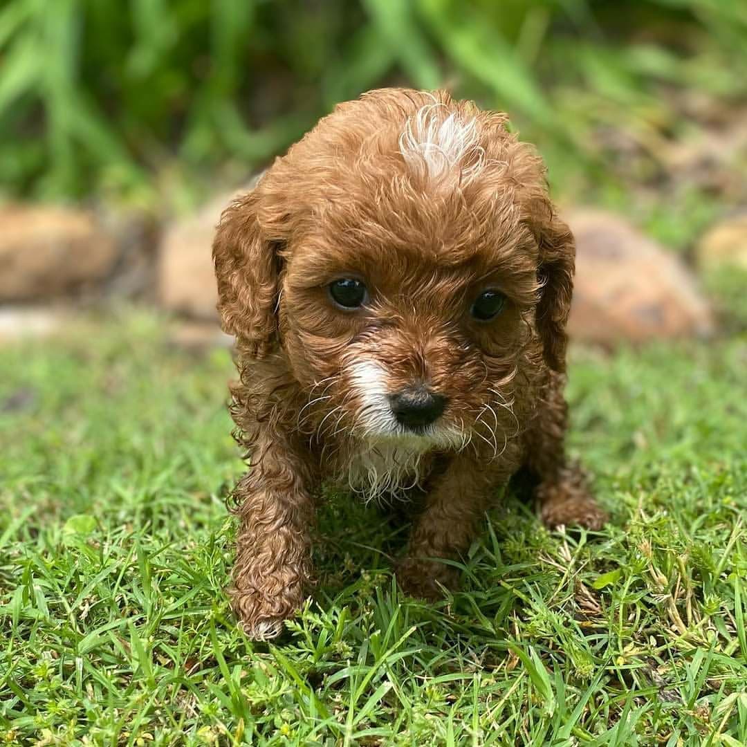 teacup cavapoo puppies for sale teacup cavapoo puppies for sale