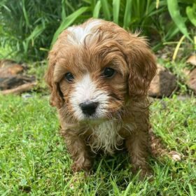 cavapoo puppies for sale under $500