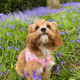 Cavapoo puppies for sale maryland Cavapoo puppies for sale maryland