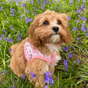 Cavapoo puppies for sale maryland