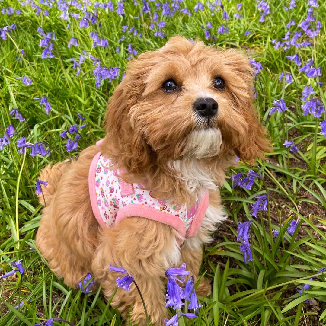 Cavapoo puppies for sale maryland Cavapoo puppies for sale maryland