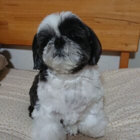 micro shih tzus for sale micro shih tzus for sale