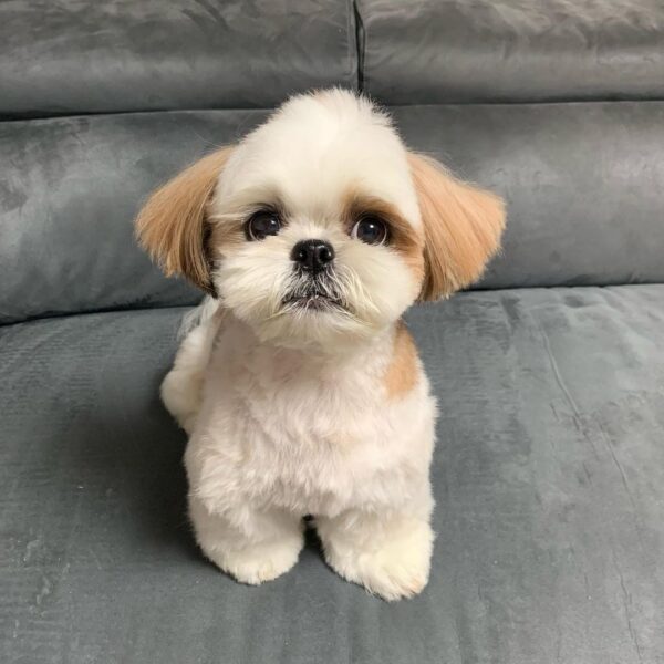 shih tzu for sale in houston texas
