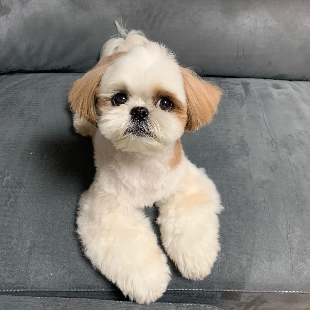 shih tzu for sale in houston texas shih tzu for sale in houston texas