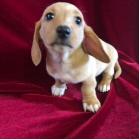 dachshund dogs for sale dachshund dogs for sale