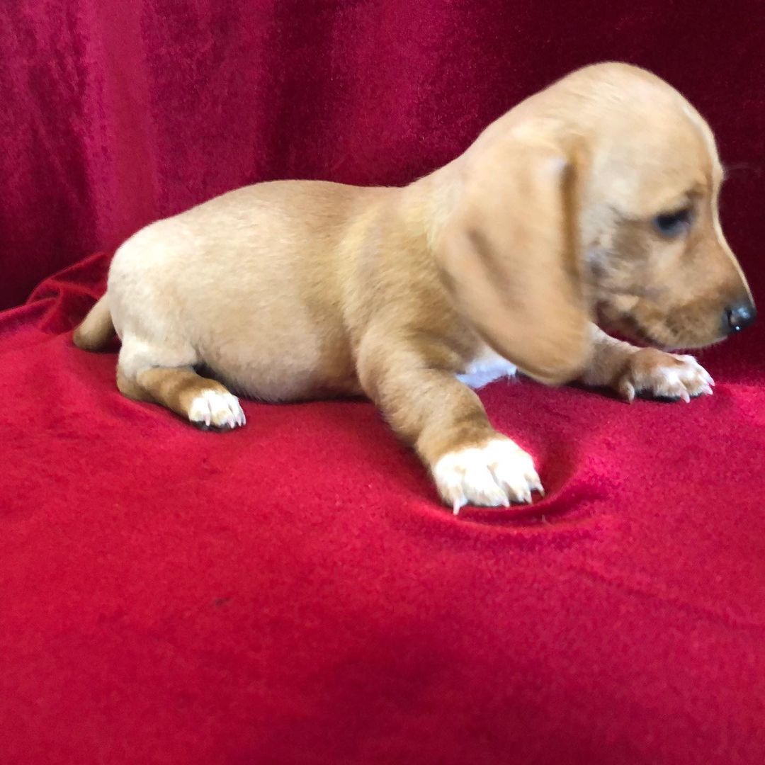 dachshund_australia_1639885839099479