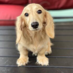 mini dachshund puppies for sale mini dachshund puppies for sale