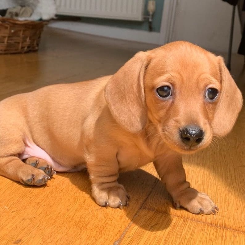 dachshund puppy for sale florida dachshund puppy for sale florida