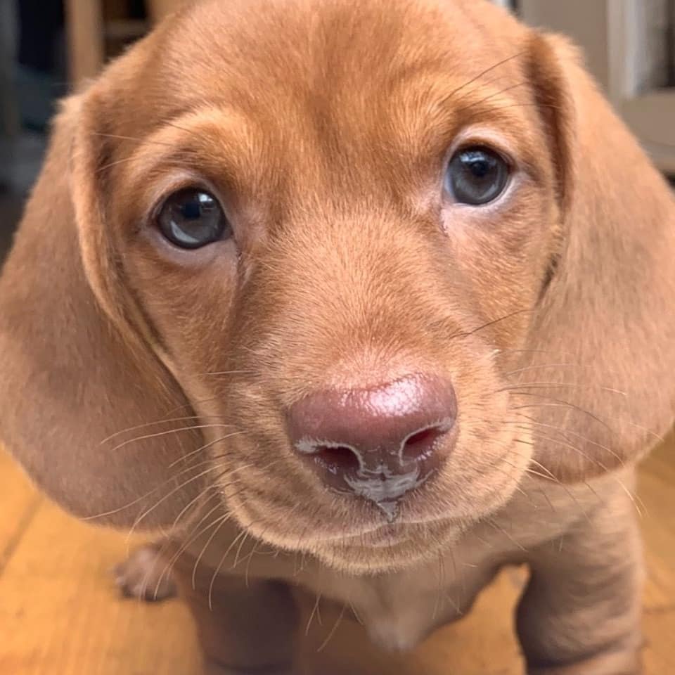 dachshundpuppies_for_rehoming_1640033595453327