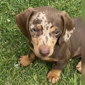 miniature dachshund puppies for sale near me craigslist miniature dachshund puppies for sale near me craigslist