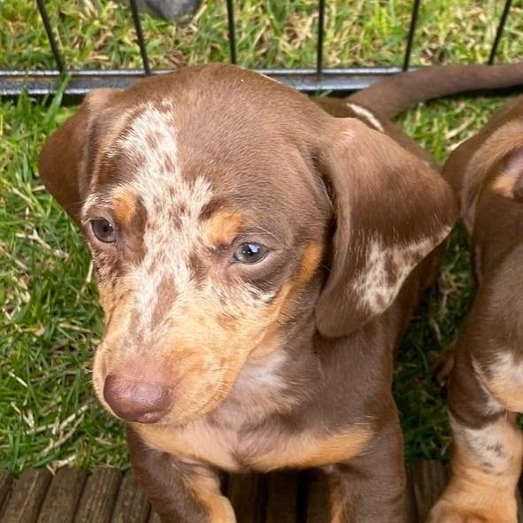 dachshundpuppies_for_rehoming_1640033659745433