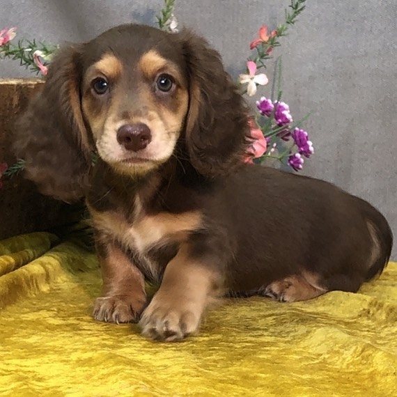 dachshundpuppies_for_sale6_1639991961488713