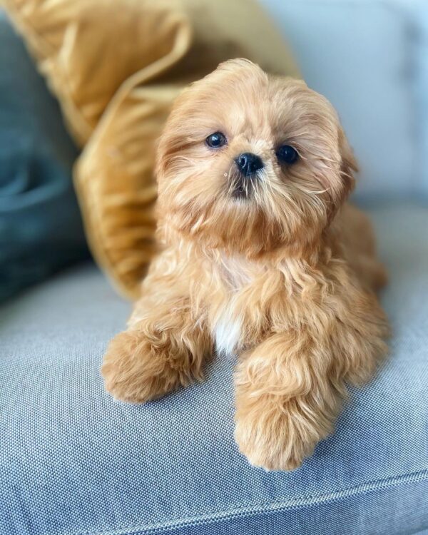 chocolate shih tzu for sale