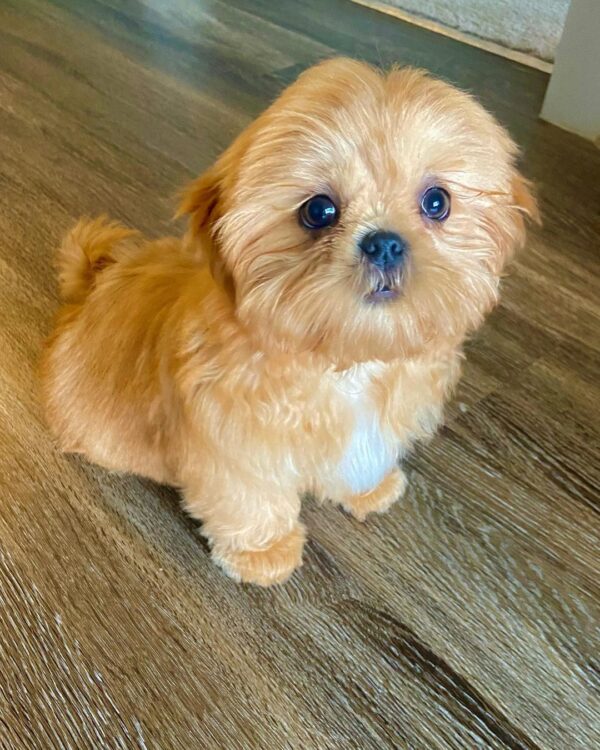 chocolate shih tzu for sale
