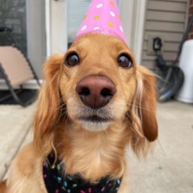 Chiweenie puppies for sale near me Chiweenie puppies for sale near me