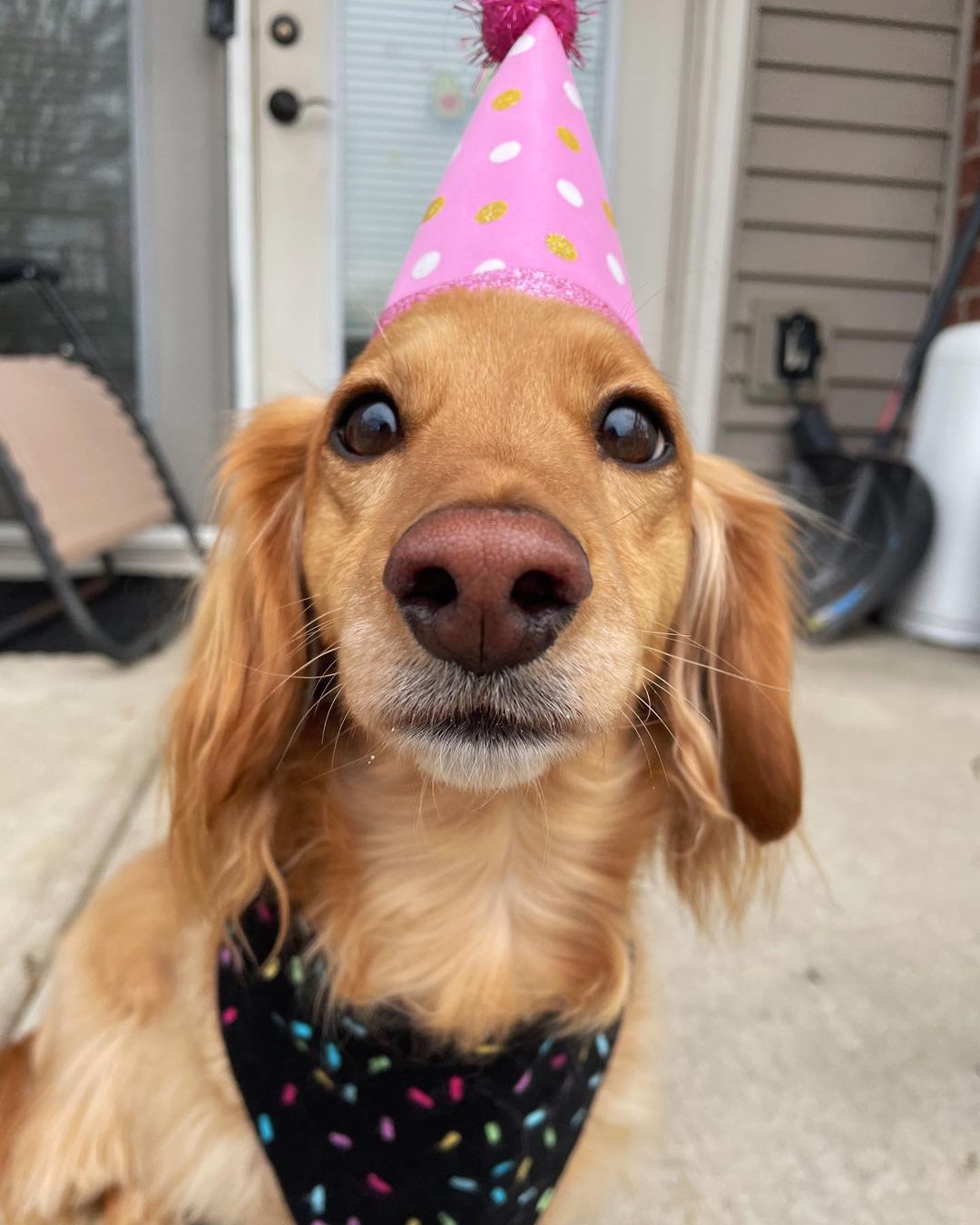 Chiweenie puppies for sale near me Chiweenie puppies for sale near me