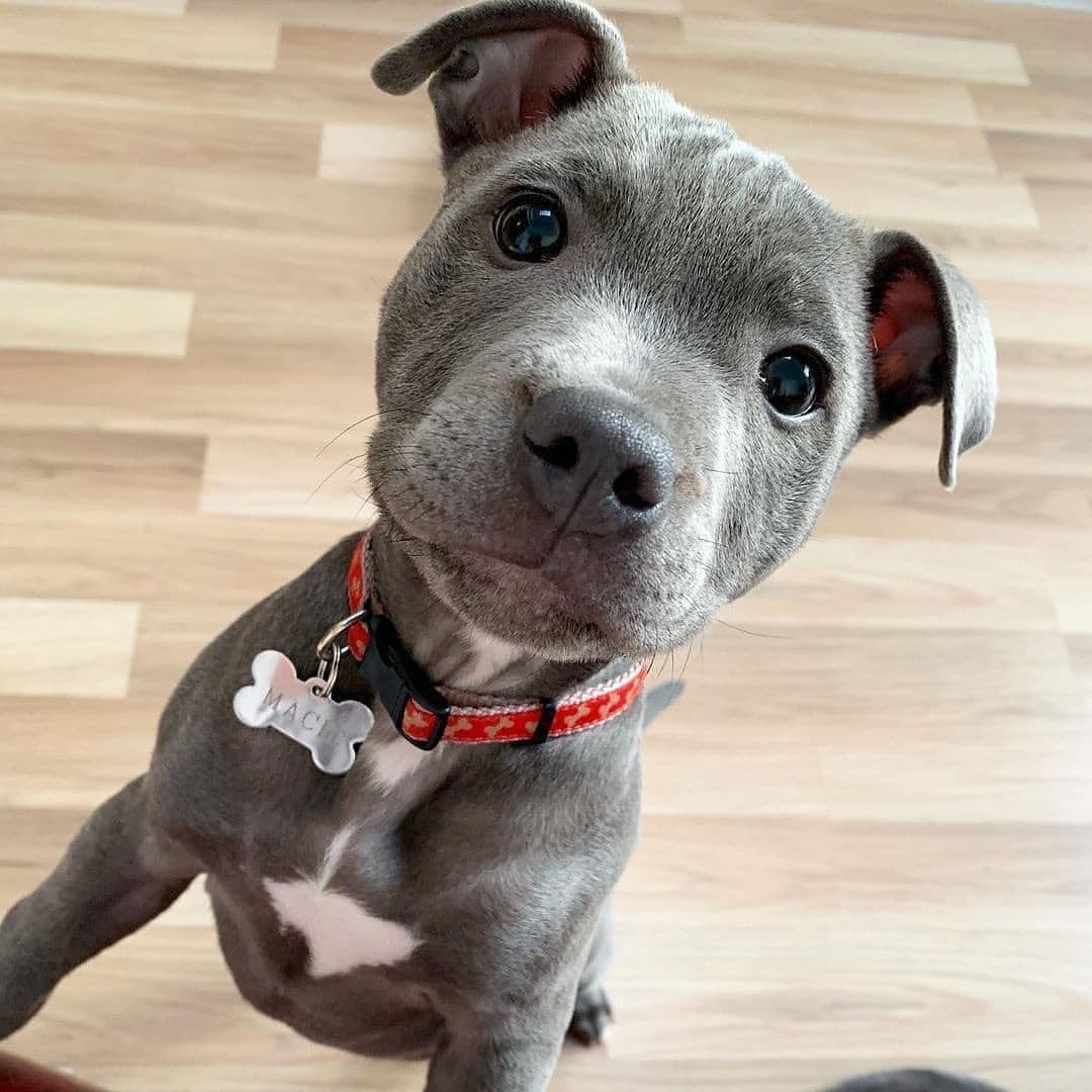 merle pitbull puppies for sale craigslist merle pitbull puppies for sale craigslist