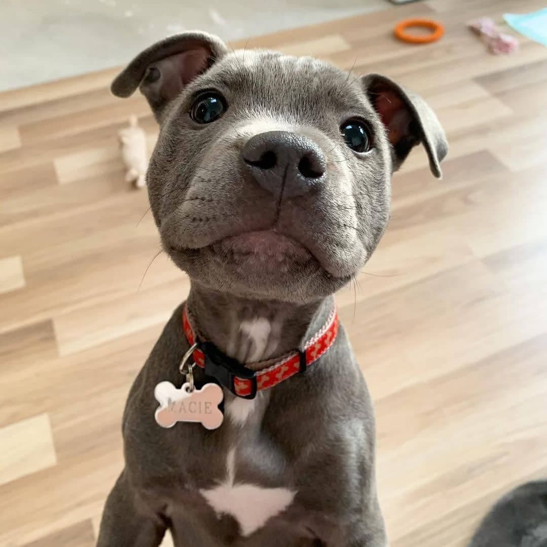 euphoricdogs_1641388085692747