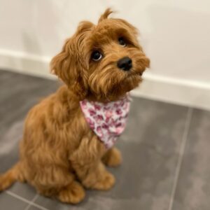 cavapoo puppies for sale new york
