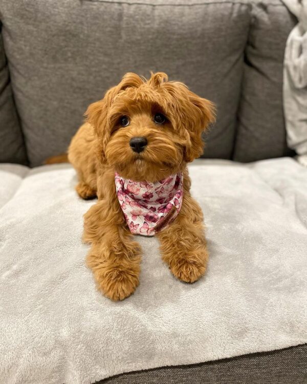 cavapoo puppies for sale new york