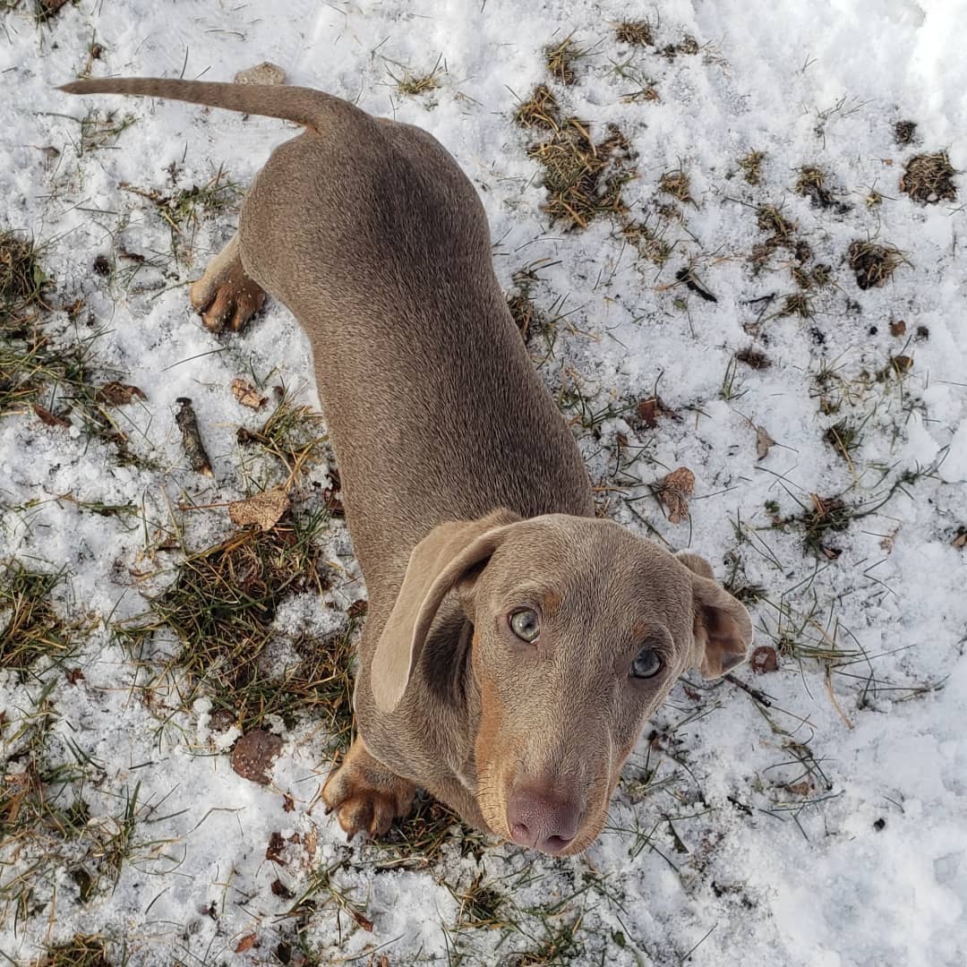 exoticmirage.yorkiesdoxies_1640247439454874