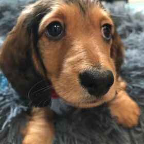 free dachshund puppies near me free dachshund puppies near me