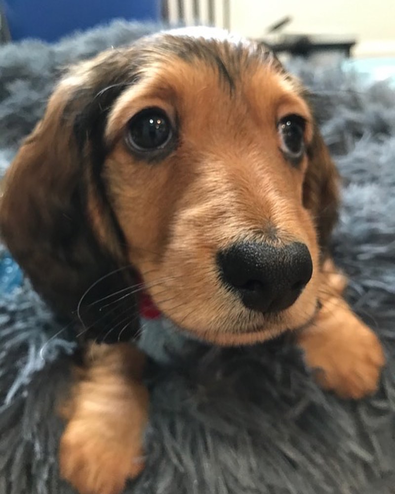 free dachshund puppies near me free dachshund puppies near me