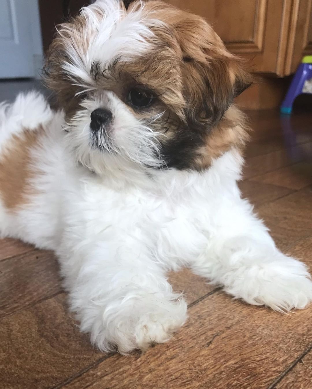 Shih tzu puppies for sale in albuquerque Shih tzu puppies for sale in albuquerque