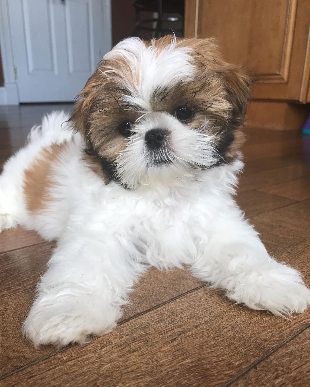 Shih tzu puppies for sale in albuquerque Shih tzu puppies for sale in albuquerque