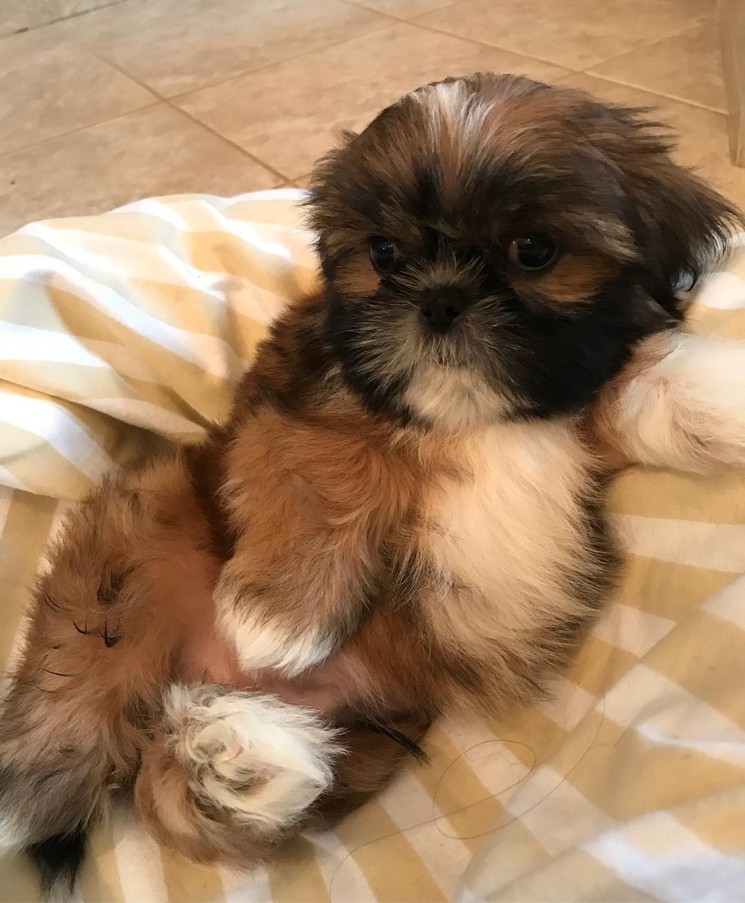 Shih tzus for sale Shih tzus for sale