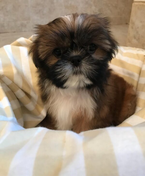 Shih tzus for sale