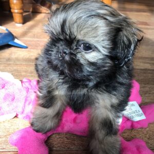 Shih tzu breeders near me