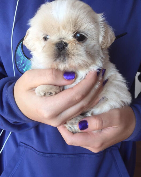 Shih tzu for sale