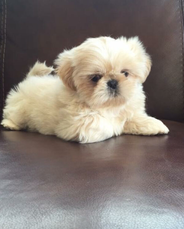Shih tzu for sale