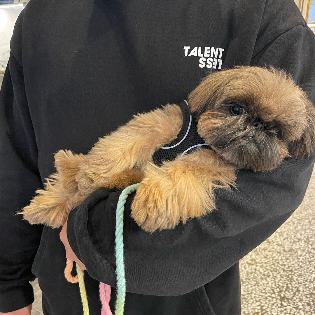 shih tzu puppies for sale minnesota shih tzu puppies for sale minnesota