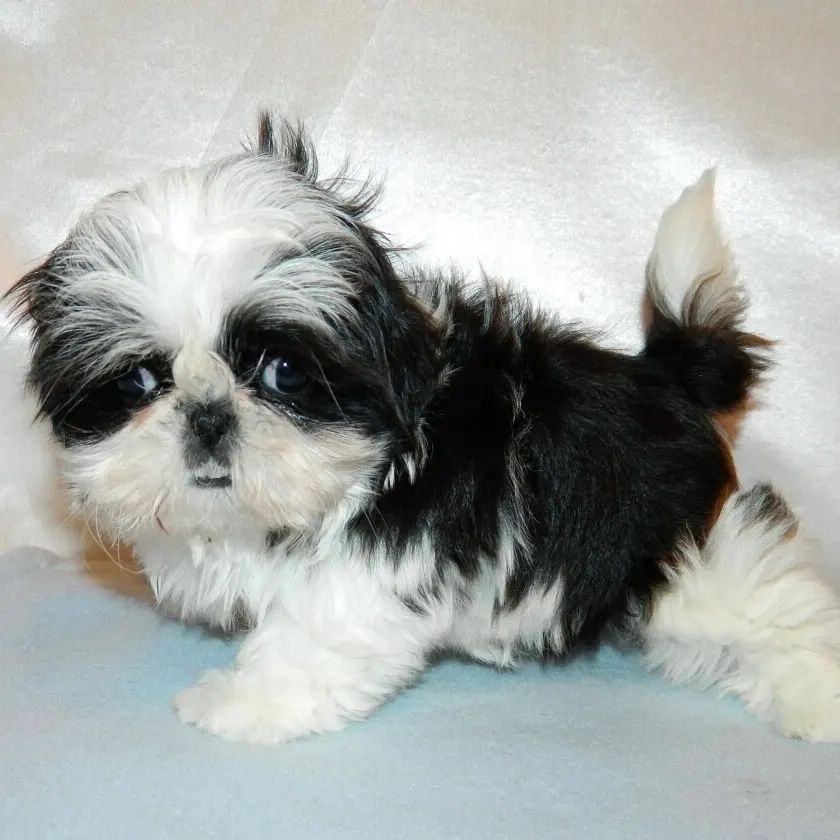 Teacup shih tzus for sale Teacup shih tzus for sale