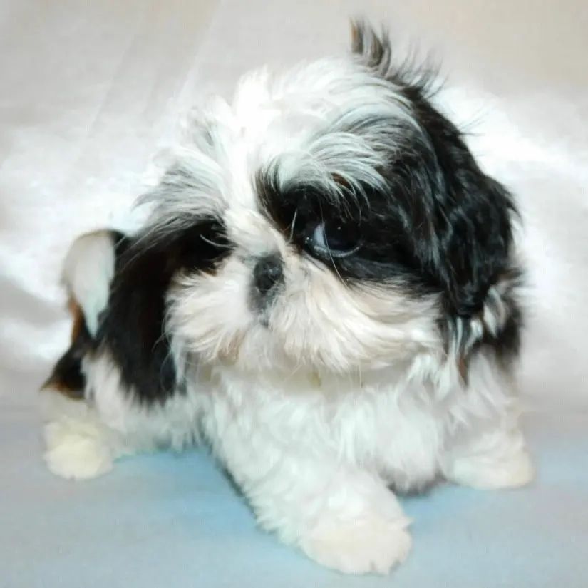 Teacup shih tzus for sale Teacup shih tzus for sale