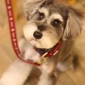 miniature schnauzer puppy for sale miniature schnauzer puppy for sale