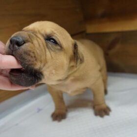 pitbull rescue near me