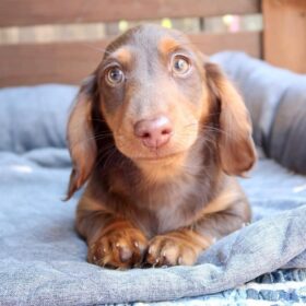 Dachshund puppies for sale ohio Dachshund puppies for sale ohio