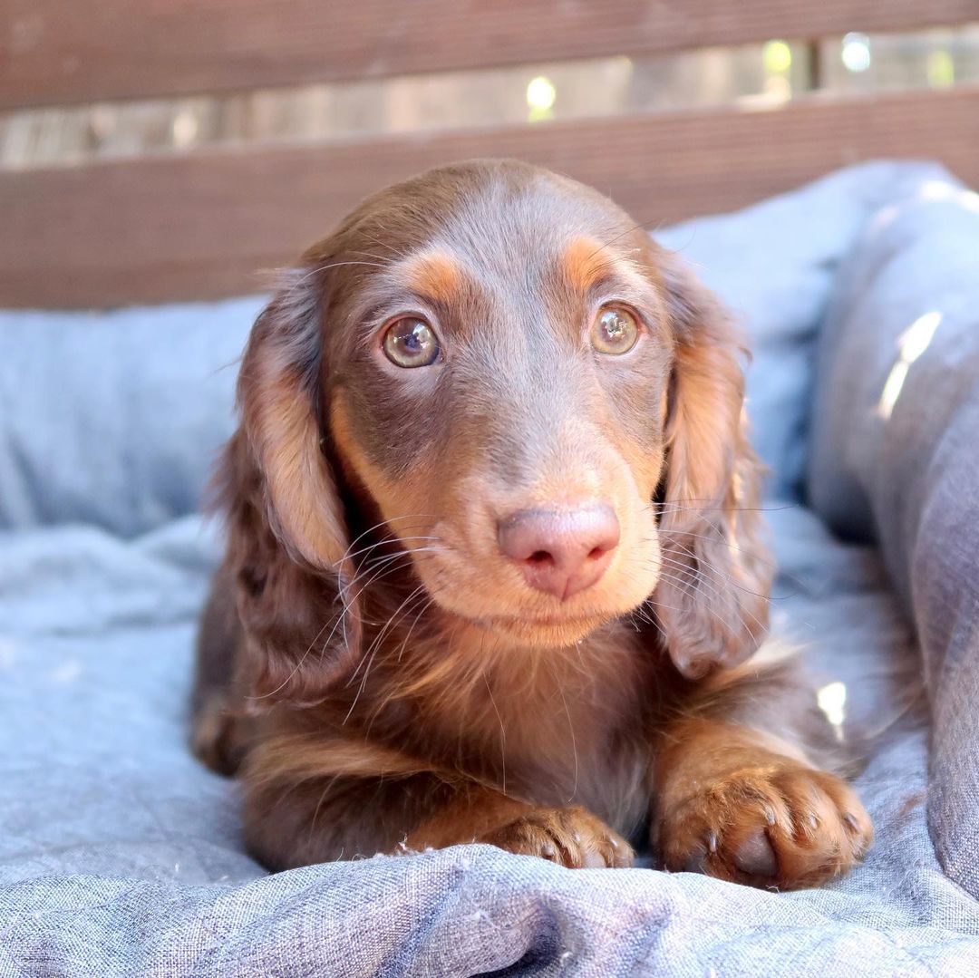 onatahdachshunds_1640248109293160