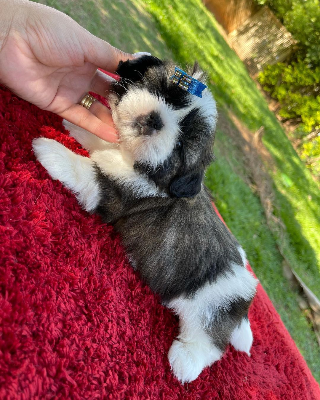 Shih tzu puppies for sale near me craigslist Shih tzu puppies for sale near me craigslist