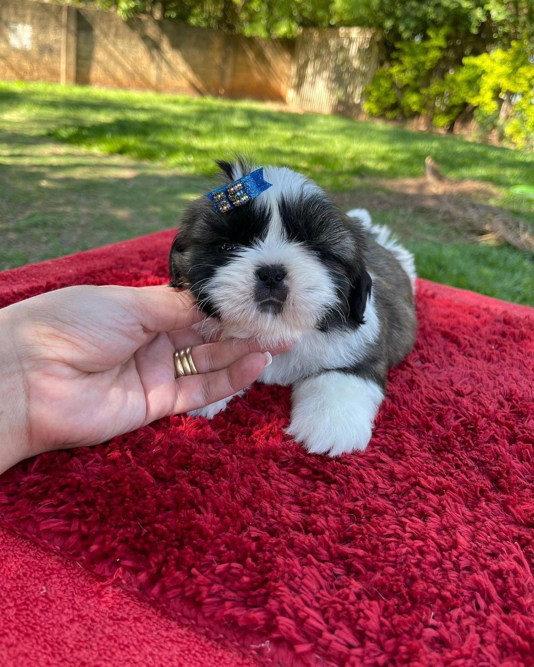 Shih tzu puppies for sale near me craigslist Shih tzu puppies for sale near me craigslist
