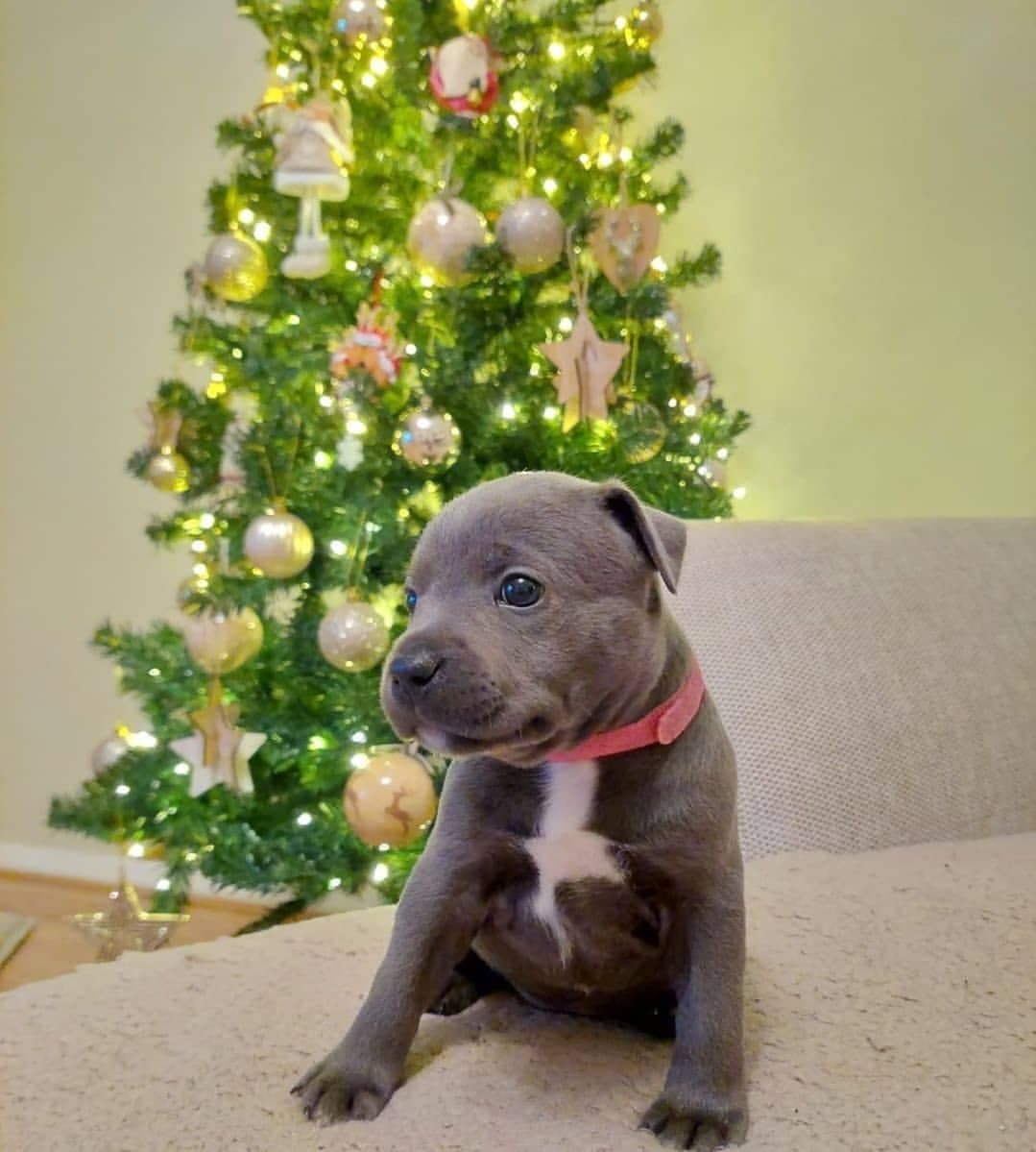 merle pitbull puppies for sale merle pitbull puppies for sale