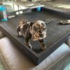 pitbull puppies on craigslist