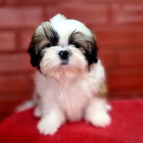 shih tzu puppy for sale shih tzu puppy for sale