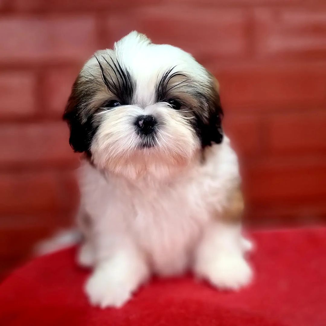 shih tzu puppy for sale shih tzu puppy for sale