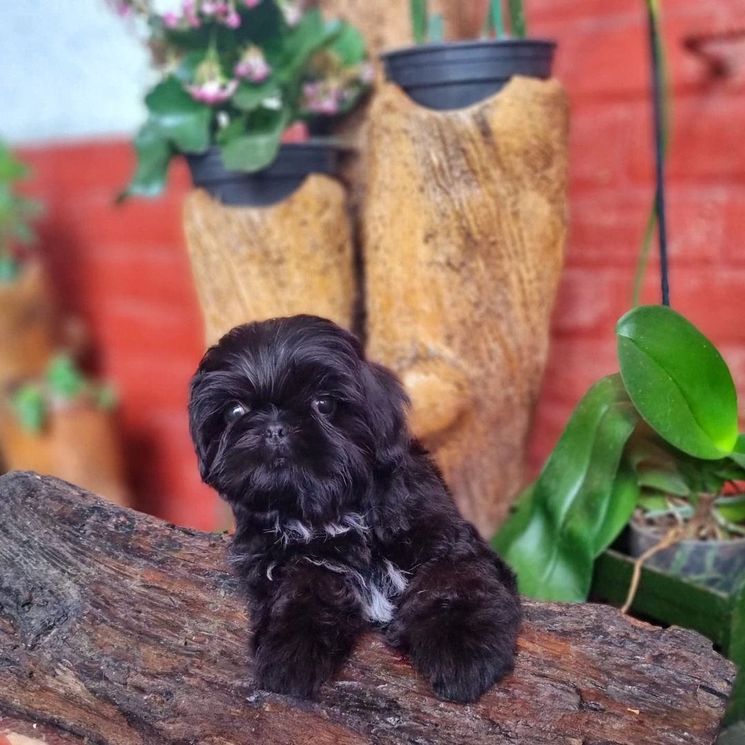 shih tzu bichon mix puppies for sale shih tzu bichon mix puppies for sale